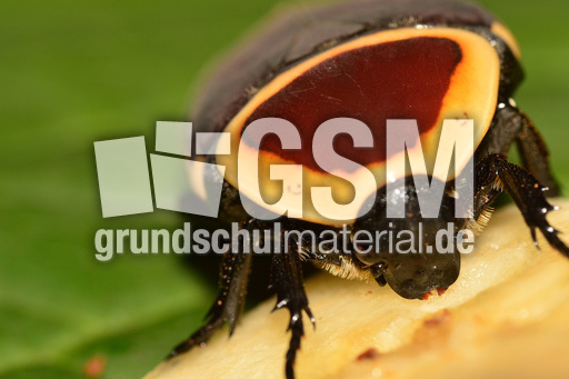 Kongo-Rosenkäfer (10).jpg